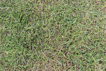 Mixed grass field close up