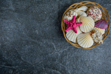 shells and starfish on a stone cold background  