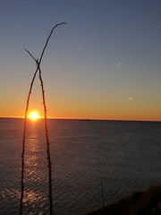 Sunrise by the sea through branches of thorn