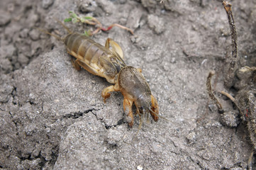 mole cricket