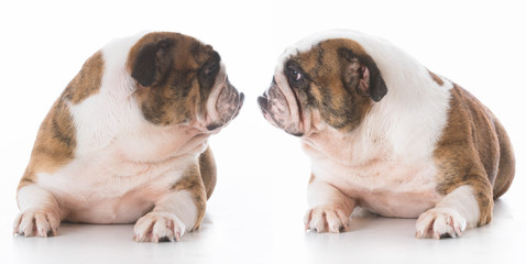 two bulldogs looking at each other