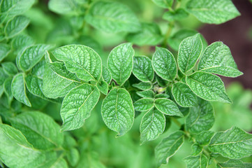 green leaves of potato. Potato leafs
