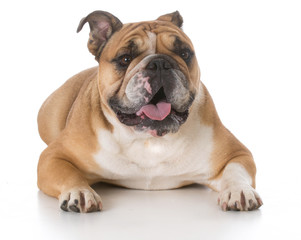 Obraz premium bulldog laying down