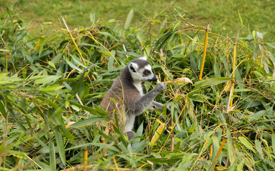 Lemur catta in the bamboo trees