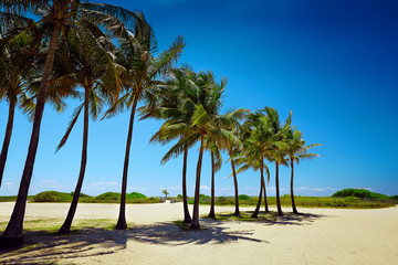 Fototapeta na wymiar Pathway with coconut palm to the beach in Miami Beach, USA.