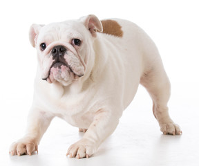 Obraz premium playful bulldog puppy