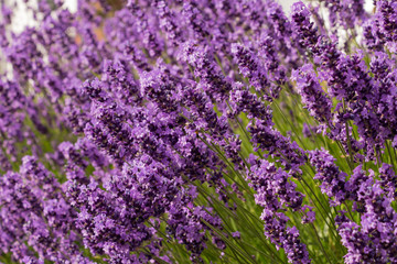 Fototapeta na wymiar Lavender flowers on the city street