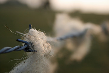 Schafwolle am Zaun 