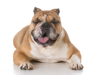 Obraz premium bulldog laying down