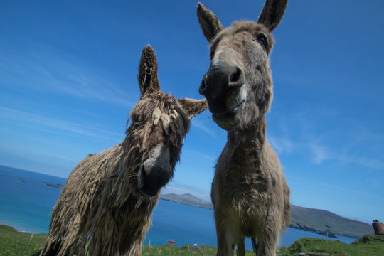 Donkey Buddies