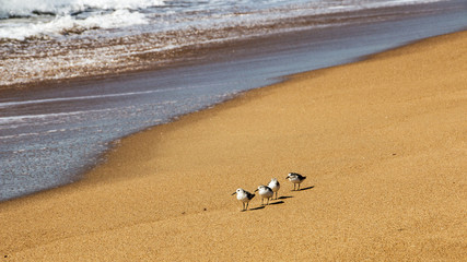 Four Young Sea Gulls on Beach at Waters Edge