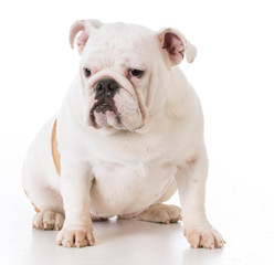 Obraz premium bulldog puppy sitting