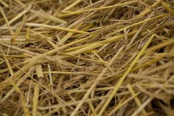 stubble field after harvest