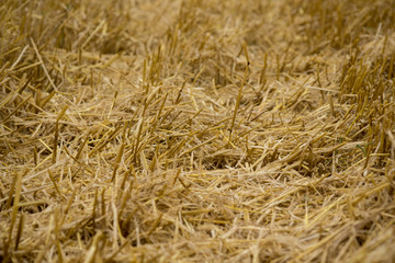 stubble field after harvest