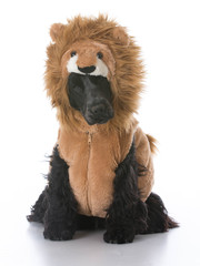 english cocker spaniel wearing lion costume