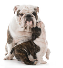 father and daughter dogs