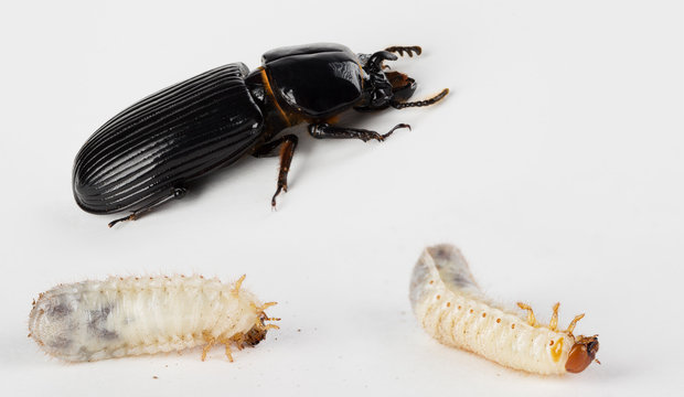 Patent Leather scarab Beetle and Larvae
