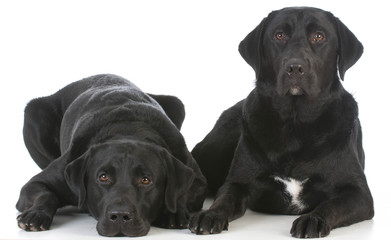 two black labrador retrievers