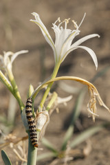 Brithys crini moth caterpillar on sea daffodil