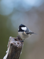 Obraz premium Coal tit (Periparus äter).