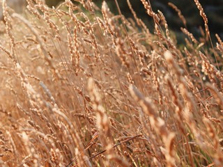 Obraz premium viento