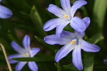Frühlingsblumen