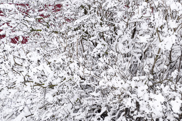 Snow on the tree branches. Winter View of trees covered with snow. The severity of the branches under the snow. Snowfall in nature
