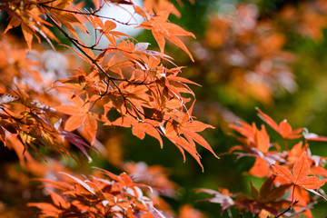 Red autumn Leave in Garden