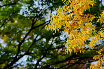 Red autumn Leave in Garden