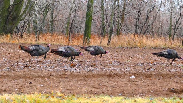 Wild turkeys forage for food in muddy field, in December.
