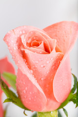 Pink rose with water drops on a white background