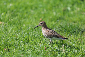 Fototapeta premium Schnepfenvogel