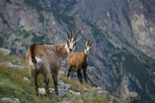 Tatra Chamois ( Rupicapra rupicapra tatrica )