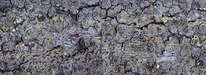 Background texture of the bark of the Christmas tree. Panorama.