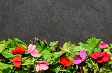 Mixed salad leaves and flower petals on dark background