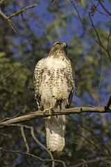 Hawk bird of prey