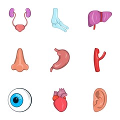 Structure of body icons set. Cartoon illustration of 9 structure of body vector icons for web