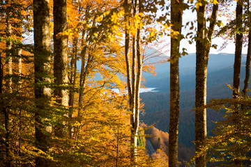 Fototapeta premium Cansiglio