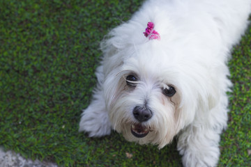 Naklejka na ściany i meble Bichon Maltese. Small white dog.