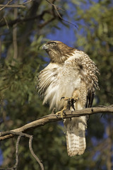 Bird hawk at Los Angeles park lake tree perch