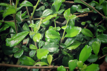 Green leaves