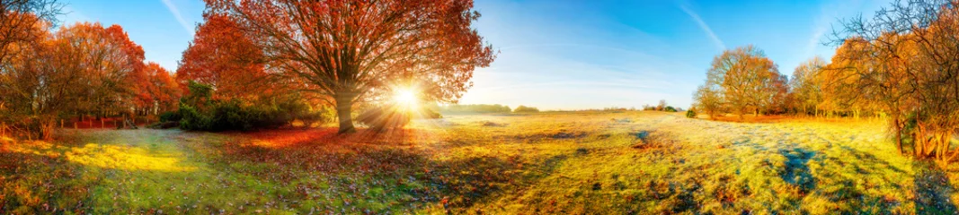 Selbstklebende Fototapete Honigfarbe Panorama Landschaft mit Wald und Wiese im Herbst