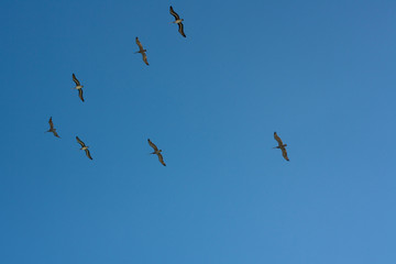 formación de pelicanos 1