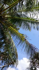 Fototapeta premium palmtrees from underneath