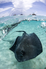 Stingray city - Cayman Islands