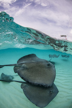 Stingray City - Cayman Islands