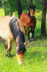 Dwa konie na łące wśród drzew