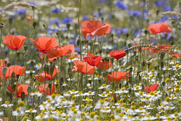 Fototapeta premium Bunte Feldblumen
