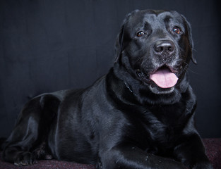 Black labrador retriever