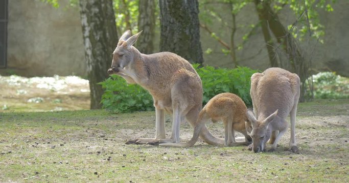 Kangaroos Are Walking and Feeding in the Zoo Summer Sunny Day One Animal is Washing Its Face Biology Zoology Wildlife and Nature Tourism in Poland